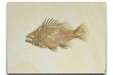 Detailed Fossil Fish (Priscacara) - Wyoming #349219-1